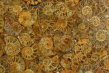 Composite Plate Of Agatized Ammonite Fossils #130569-1